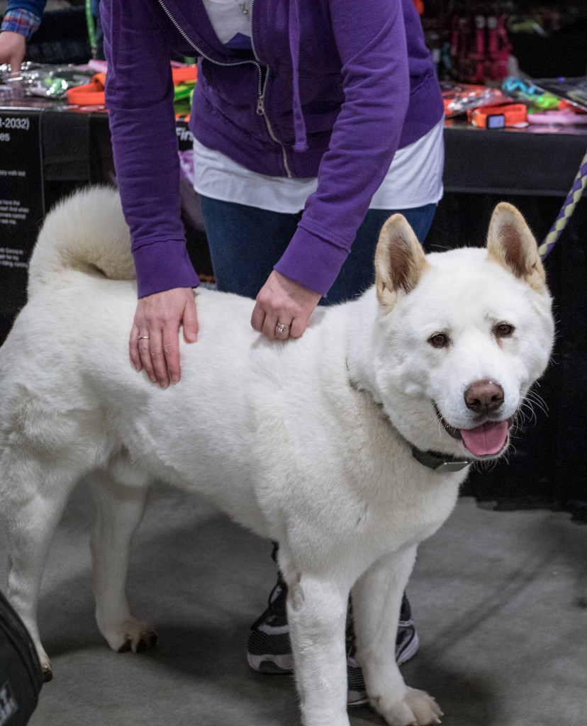Pet Expo MKE Alliance of Wisconsin Animal Rehoming Efforts